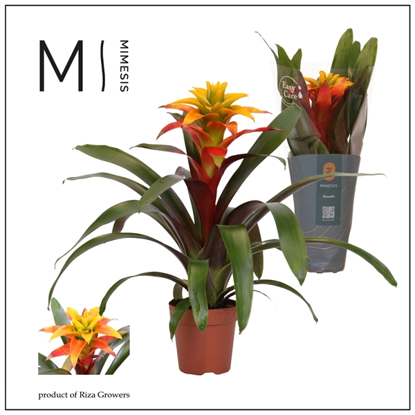 <h4>Mimesis Guzmania Fiero Yellow - 12 cm</h4>