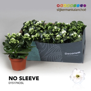 Kalanchoe No Sleeve - White