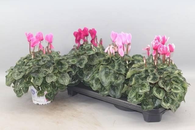 <h4>CYCL GR SUP XL</h4>