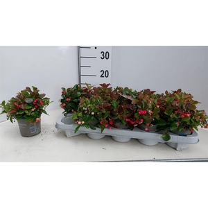 GAULTH PROCUMBENS