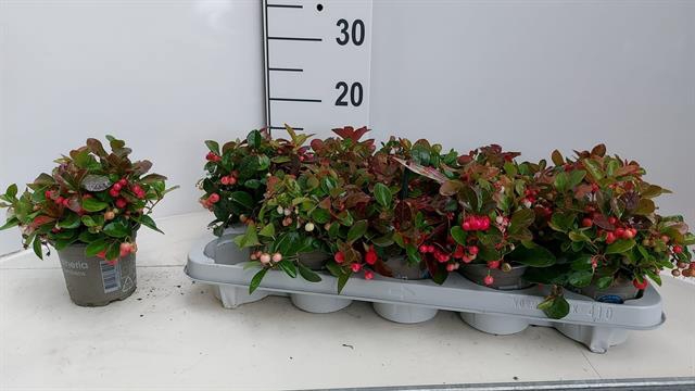 GAULTH PROCUMBENS