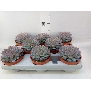 Echeveria  'Hercules'