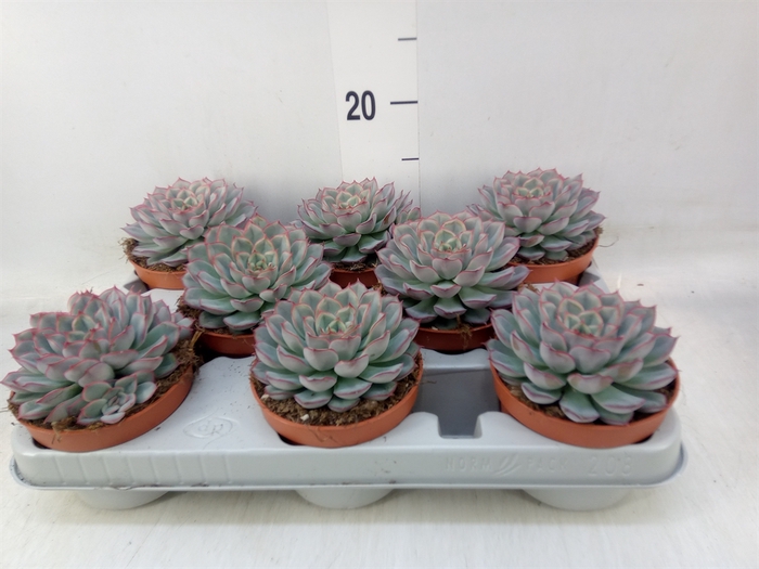 <h4>Echeveria  'Hercules'</h4>