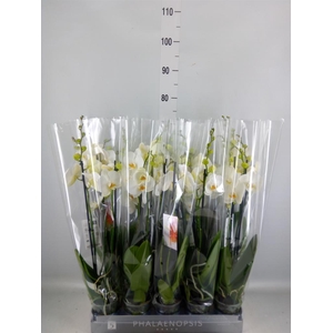 Phalaenopsis   ...white