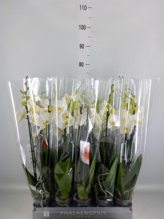 <h4>Phalaenopsis   ...white</h4>