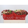 Hypericum Rainbow Romance