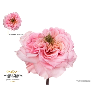 Rosa a Wabara Mikoto