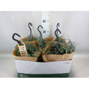 Senecio   ...
