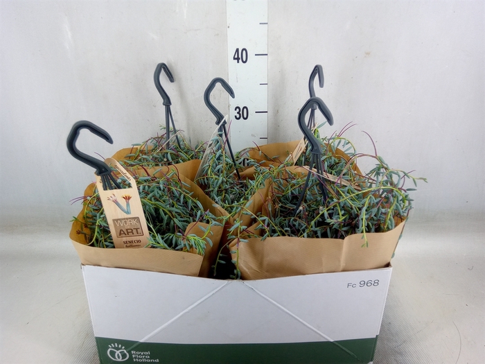 <h4>Senecio   ...</h4>