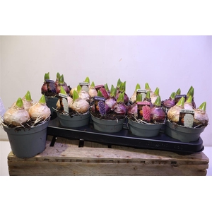 arr8 Hyacin Pearl Gem 3 Kl