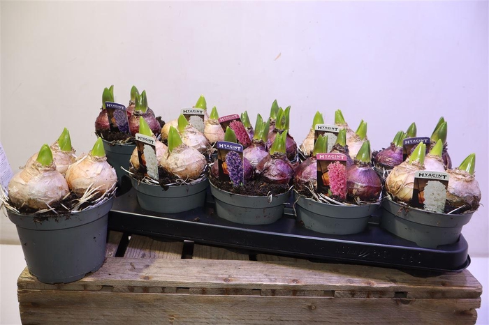 <h4>arr8 Hyacin Pearl Gem 3 Kl</h4>