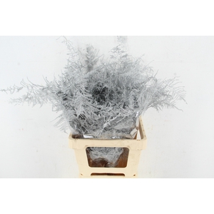 Asp IT Ex Veren Zilver