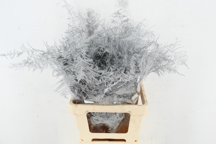 <h4>Asp IT Ex Veren Zilver</h4>