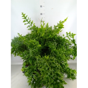 Phymatosorus scolopendria 'Hawaiia'