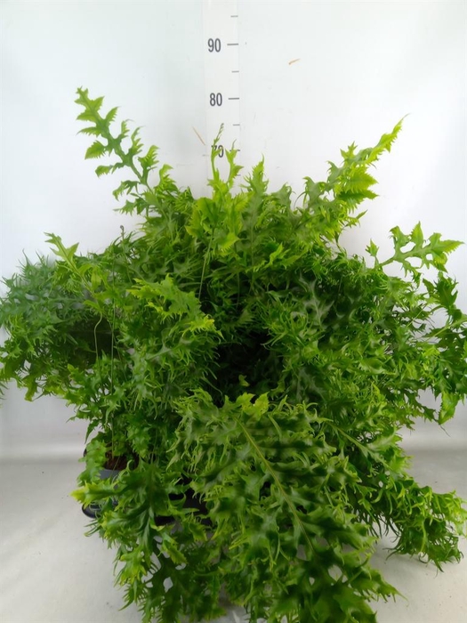 <h4>Phymatosorus scolopendria 'Hawaiia'</h4>