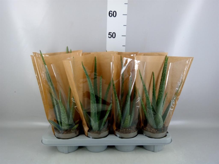 <h4>Aloe vera</h4>