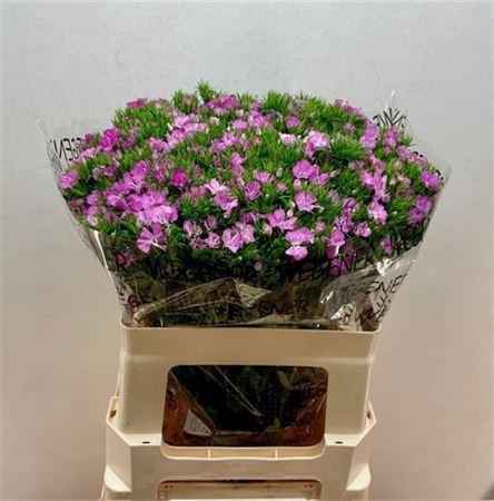 <h4>Di Barb Am Rose</h4>