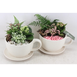 arr2 MB - Kop en schotel - roze/wit