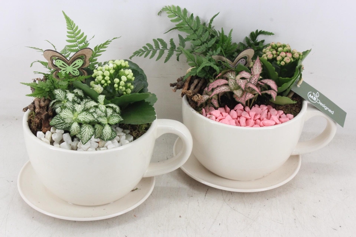 <h4>arr2 MB - Kop en schotel - roze/wit</h4>