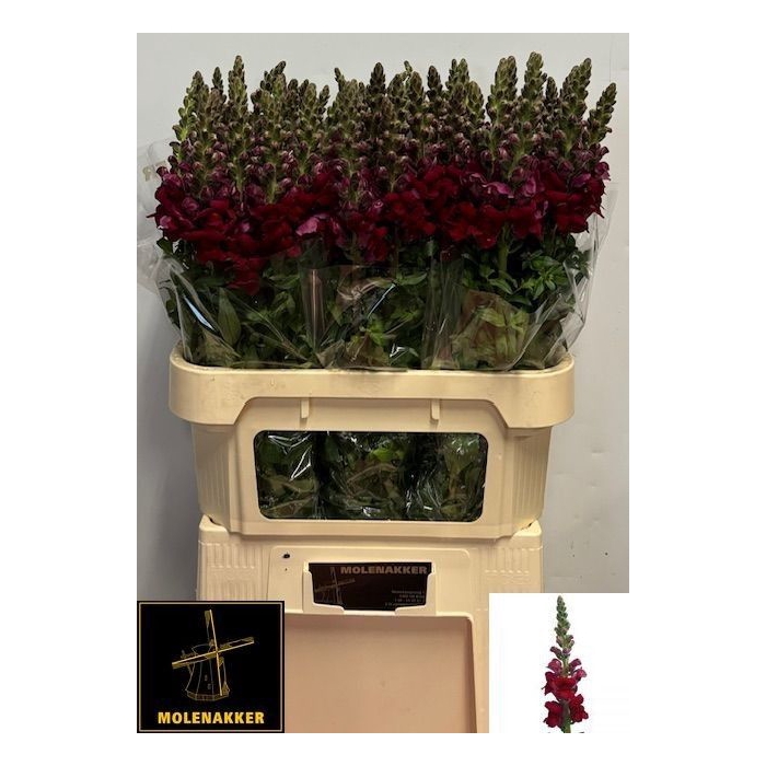 <h4>ANTIR ANTIBES RED</h4>