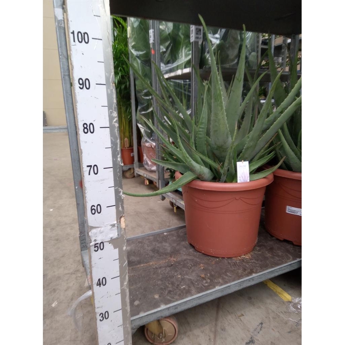 <h4>Aloe vera</h4>