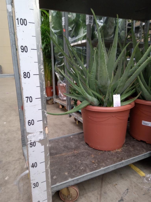 <h4>Aloe vera</h4>