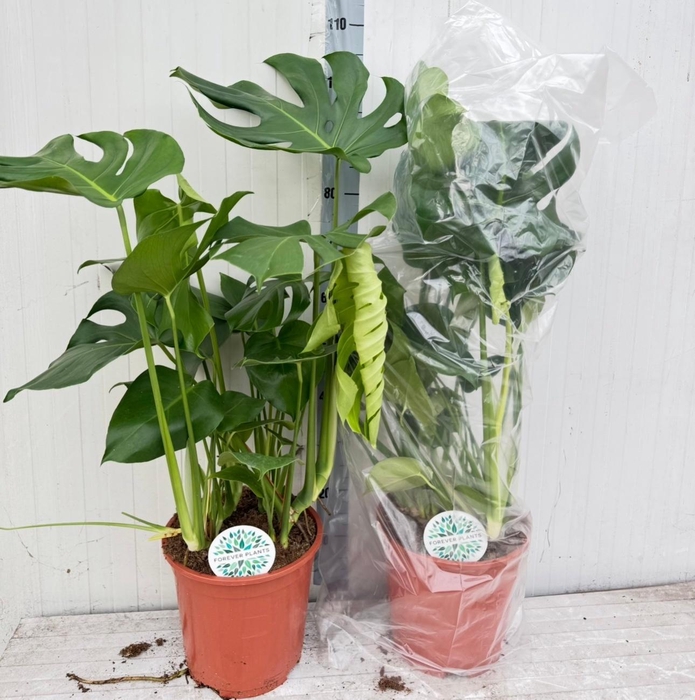 <h4>MONSTERA DELICIOSA</h4>