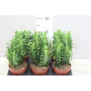 Euphorbia Trigona
