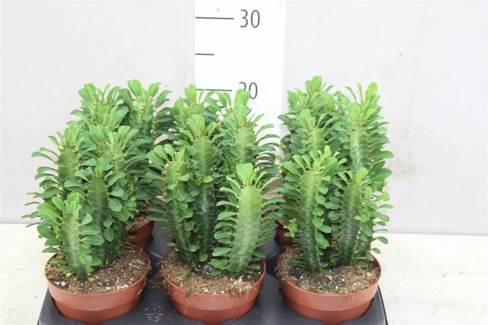 <h4>Euphorbia Trigona</h4>