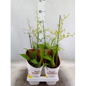 Oncidium   ...