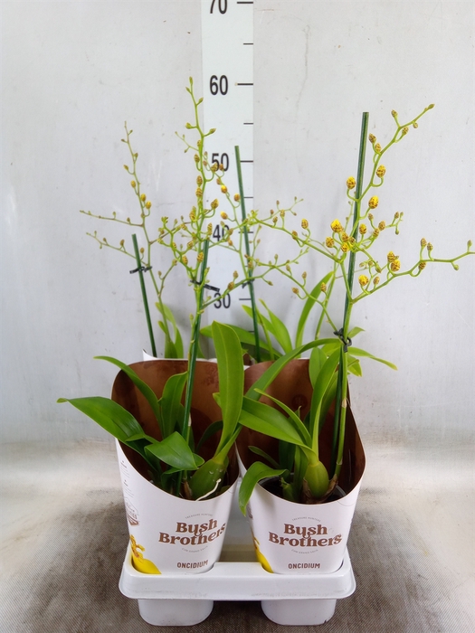 <h4>Oncidium   ...</h4>