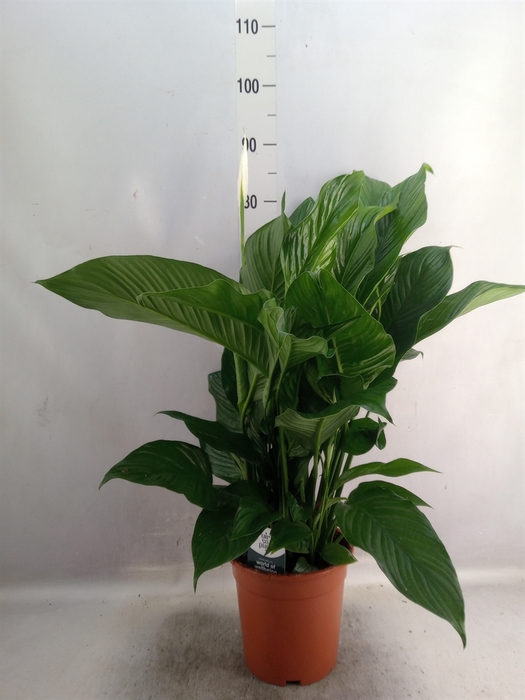 <h4>Spathiphyllum  'Sweet Lauretta'</h4>