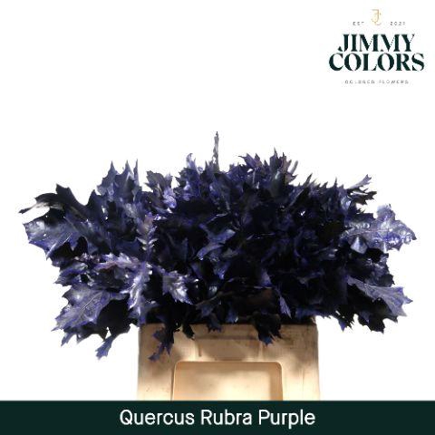 <h4>Quercus Rubra L60 Purple</h4>