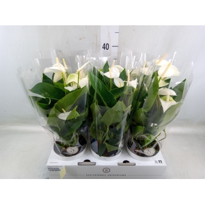 Anthurium andr. 'White Champion'