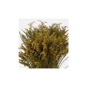 Solidago Green