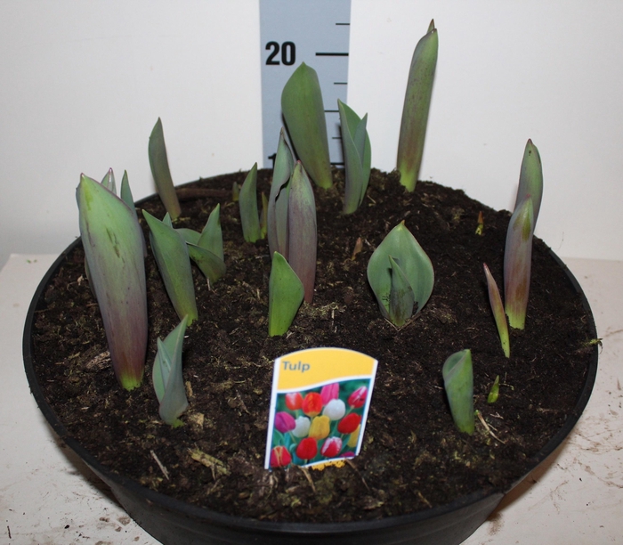 <h4>TUL GEM IN POT</h4>