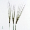HORDEUM ( GERST ) 65CM