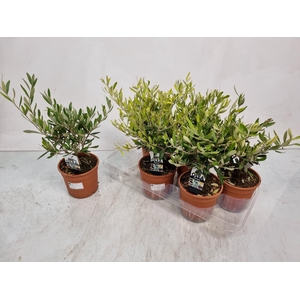OLEA EUROPAEA