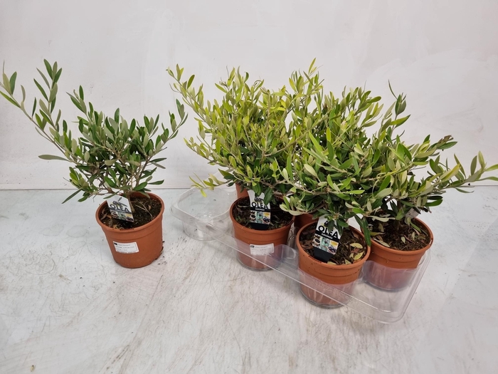 <h4>OLEA EUROPAEA</h4>