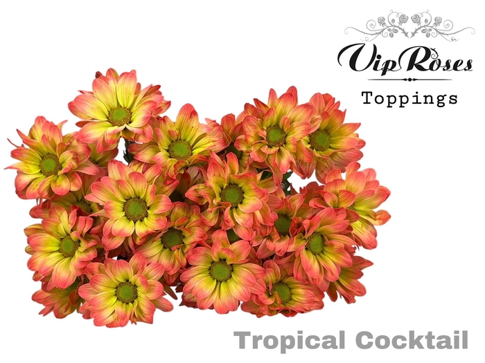 <h4>CHR T TROPICAL COCTAIL</h4>