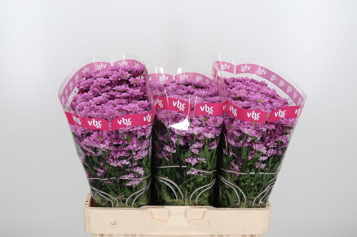 <h4>Chr San Aaa Krissi</h4>