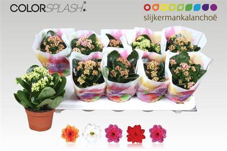 <h4>Kal Ge Gem 5 Kl</h4>