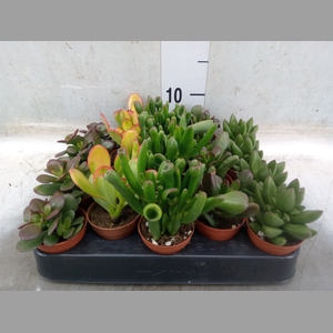 Crassula   ...mix