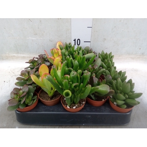 Crassula   ...mix