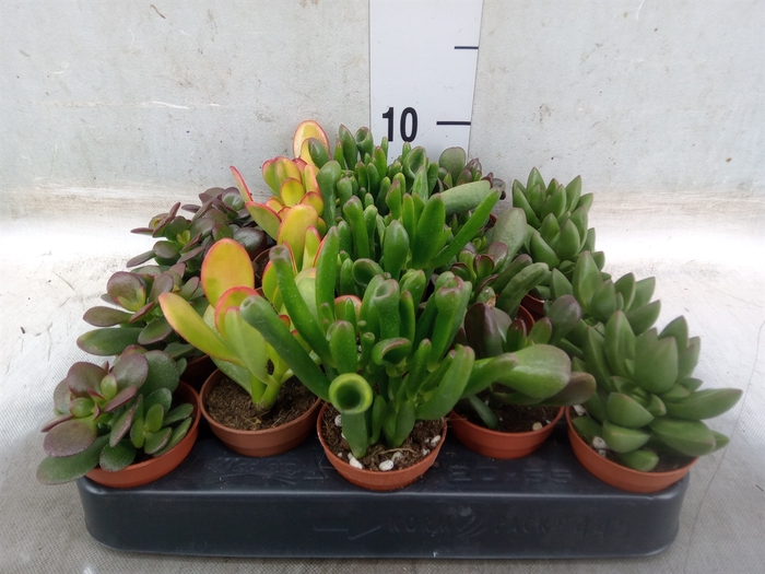 <h4>Crassula   ...mix</h4>