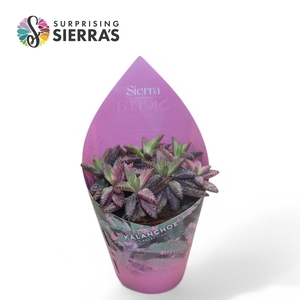 Sierra's® - Kalanchoe Daigremontiana Pink Sierra Collection