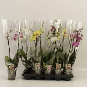 PHAL GEM