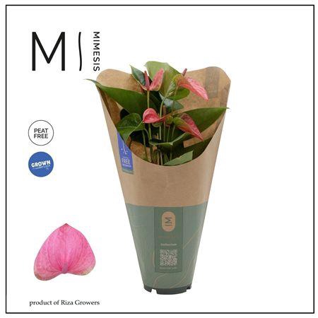 <h4>Anthurium - Karma Pink ? 12cm ? E</h4>
