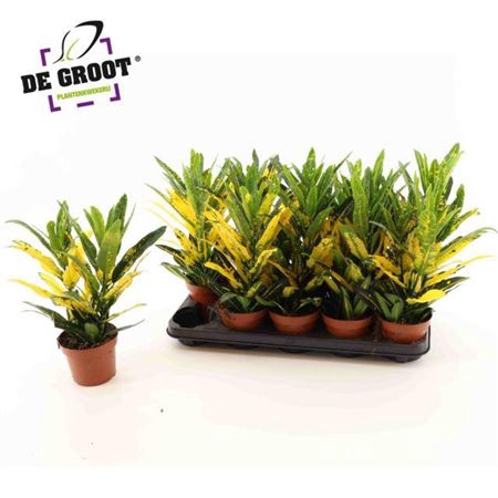 <h4>Codiaeum variegatum kleinbladig 'Sunny Star'</h4>