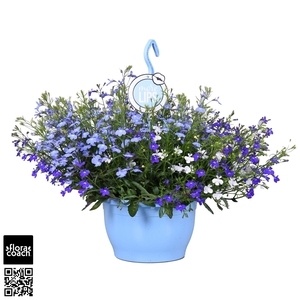 MoreLIPS® Lobelia 'Trixi Fashion'